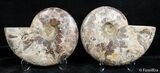 Inch Split Ammonite Pair #2636-2
